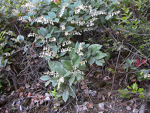 salal Gaultheria shallon in bloom adjacent to clearcut east of Porter Creek Meadow, up creek from Porter, Grays Harbor County, Washington