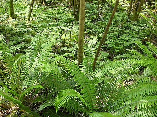 forest understory foliage, Porter Creek Meadow, up creek from Porter, Grays Harbor County, Washington