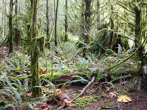 interior of forest, Potts Road Quarry off South Skagit Highway, Skagit County, Washington