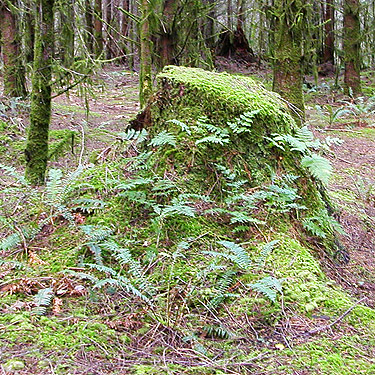 mossy stump in forest, Potts Road Quarry off South Skagit Highway, Skagit County, Washington
