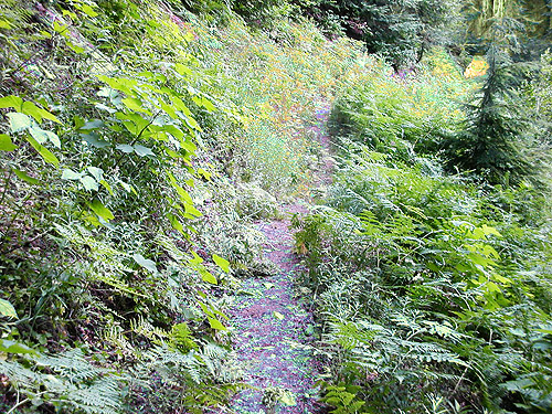 Mini-meadow along Quartz Creek Trail, SE Snohomish County, Washington