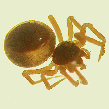 female erigonine spider Pelecopsis sculpta, Quimper West Preserve, Jefferson County, Washington