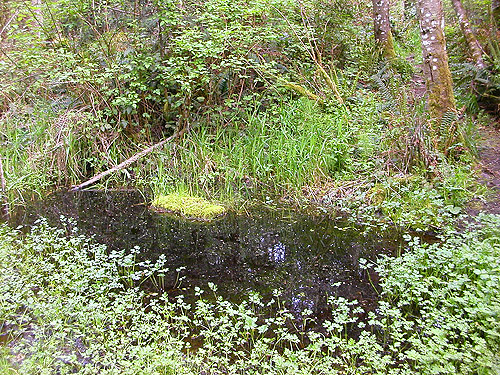 trailside pond in Quimper West Preserve, north central Quimper Peninsula, Jefferson County, Washington