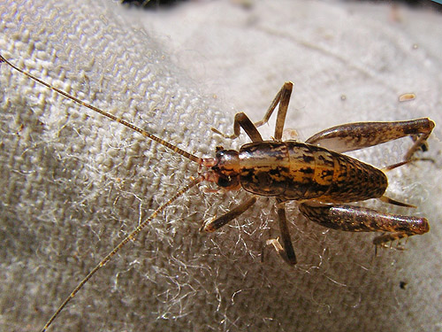 camel cricket Pristoceuthophilus from woods on Cook Ave., N central Quimper Peninsula, Jefferson County, Washington