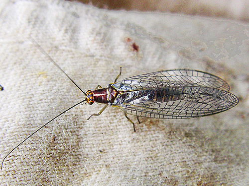 unidentified stonefly, Quimper West Preserve, north central Quimper Peninsula, Jefferson County, Washington