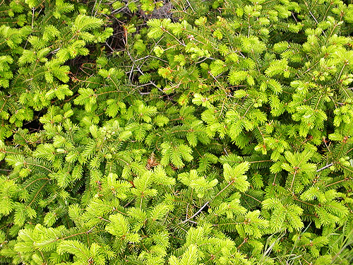 dense Douglas-fir foliage, Reuben Tarte County Park, San Juan Island, Washington