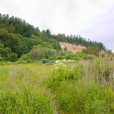 clay cliff across beach meadow, Lily Point Park, Point Roberts, Washington