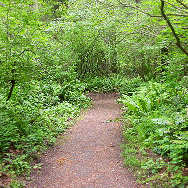 lush understory by trail, Lily Point Park, Point Roberts, Washington