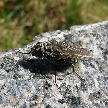 flesh fly Sarcophagidae on gravestone, Saxon Cemetery, Saxon Road, South Fork Nooksack River, Whatcom County, Washington