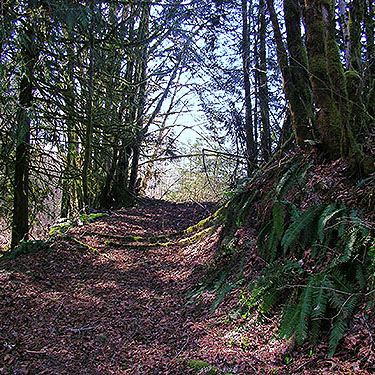 old roadbed below parking area, Saxon Bridge on South Fork Nooksack River, south central Whatcom County, Washington