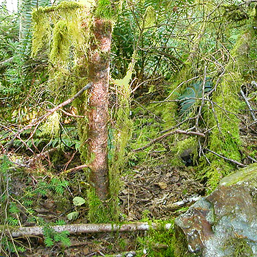 moss on trees, Silver Creek, Galena, Snohomish County, Washington