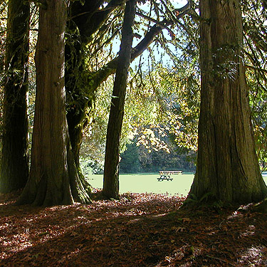 cedars and lawn at Skykomish Ballpark, Skykomish, King County, Washington