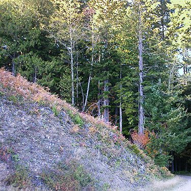 forest at edge of powerlline above Beckler River, near Skykomish, King County, Washington