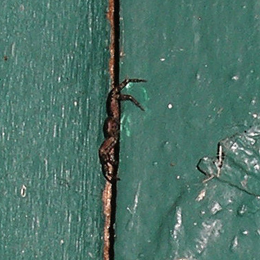 crab spider Bassaniana utahensis in wall crack, Skykomish Ballpark, Skykomish, King County, Washington