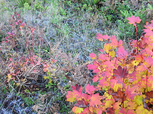 vine maple Acer circinatum, powerlline above Beckler River, near Skykomish, King County, Washington