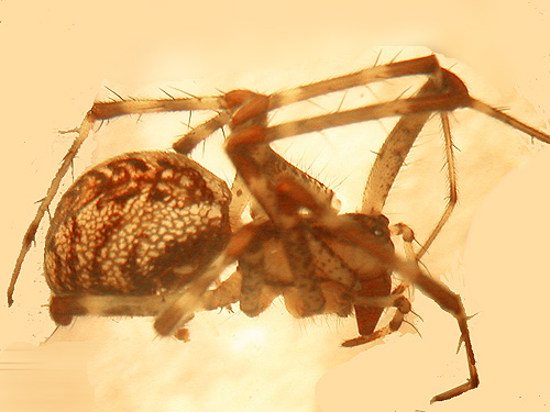 female spider Pityohyphantes alticeps, Deer Park Campground, Slate Creek, Whatcom County, Washington