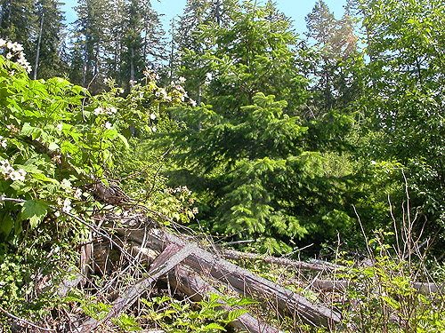 Douglas-fir tree in clearcut, north slope of Slide Mountain, Whatcom County, Washington