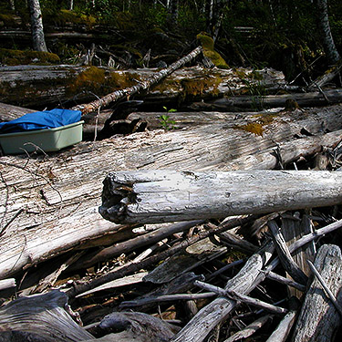 maze of driftwood above lake shore, Spada Reservoir, Snohomish County, Washington