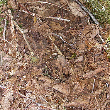 alder leaf litter, Spada Reservoir, Snohomish County, Washington