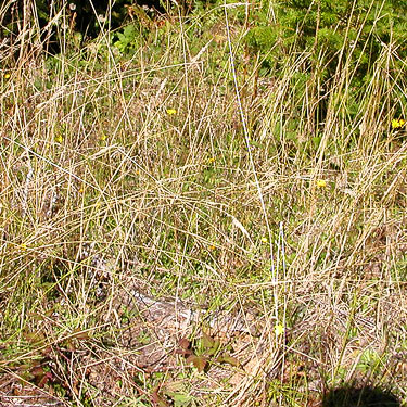 grass habitat, clearing E of South Prairie Creek, Pierce County, Washington