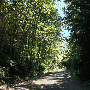 road 7220 E of South Prairie Creek, Pierce County, Washington