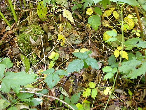 leaf litter, Sulphur Creek Campground, Snohomish County, Washington