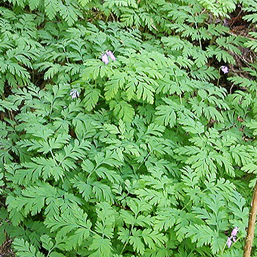 Stand of Dicentra plants in forest understory, Breckenridge Creek south of Sumas, Whatcom County, Washington