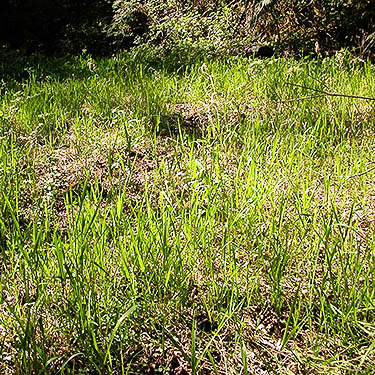 Grass in forest track, Breckenridge Creek south of Sumas, Whatcom County, Washington
