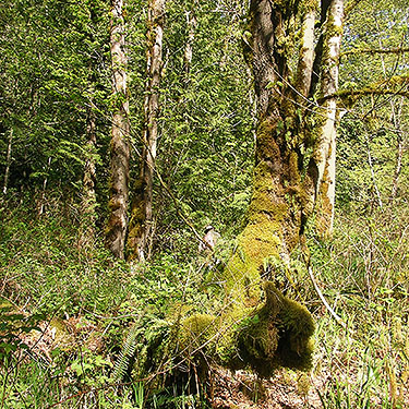 moss on trees, Breckenridge Creek south of Sumas, Whatcom County, Washington