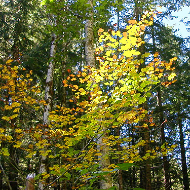 fall-colored vine maple on Sunday Lake Trail, North Fork Snoqualmie, King County, Washington