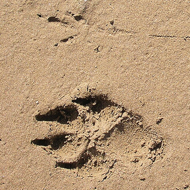 river sand track of unknown canid, Sunland Park, Sunland, Grant County, Washington