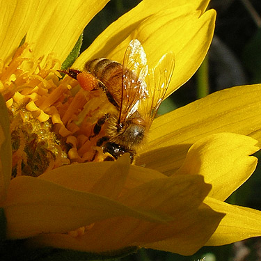 honey bee on Balsamorhiza flower, Sunland Boat Launch, Grant County, Washington