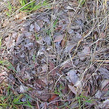 elm-willow leaf litter, Sunland Park, Sunland, Grant County, Washington