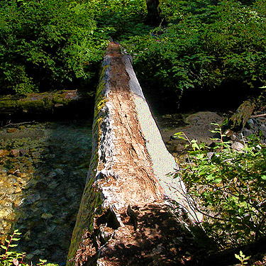 log bridge, middle part of Surprise Creek Trail, NE King County, Washington