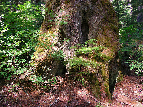 tree with semi-hollow base, middle part of Surprise Creek Trail, NE King County, Washington