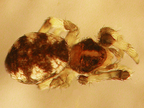 juvenile uloborid spider Hyptiotes gertschi, middle part of Surprise Creek Trail, NE King County, Washington