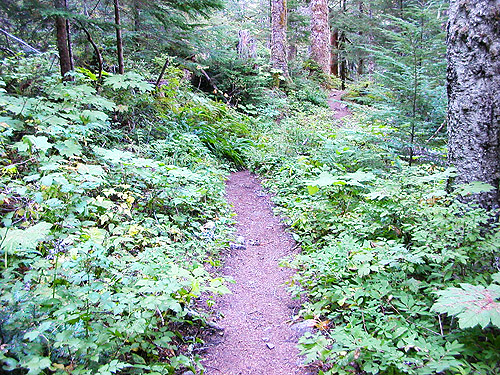 lush trailside understory, middle part of Surprise Creek Trail, NE King County, Washington