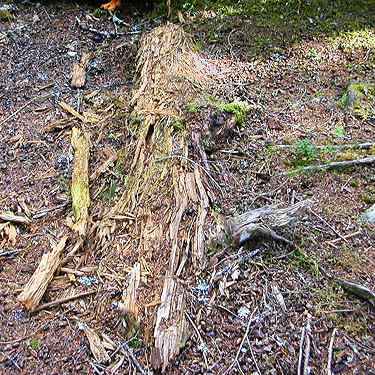 dead wood, middle part of Surprise Creek Trail, NE King County, Washington