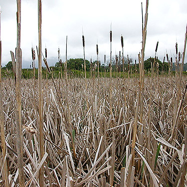cattail stand in marsh north of Swantown Lake, Whidbey Island, Washington
