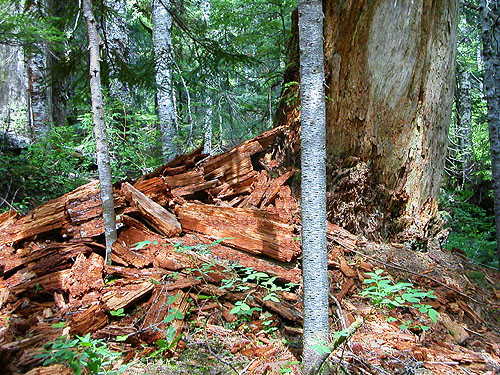 dead wood sampled by Rod, Talapus Lake, King County, Washington