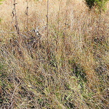prairie grass, Scott Prairie, Mason County, Washington