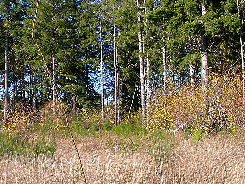 outside of tree aggregate, Scott Prairie, Mason County, Washington