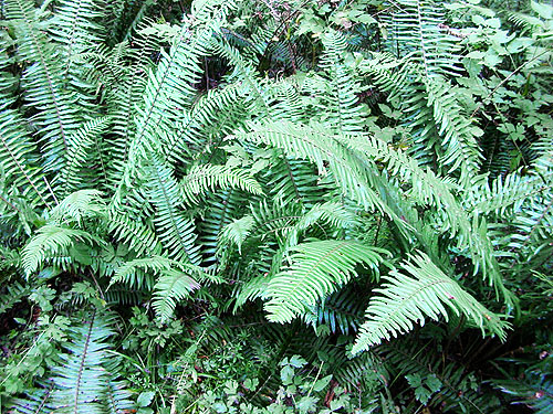 sword fern polystichum munitum, field site on Trapper Creek, Jefferson County, Washington