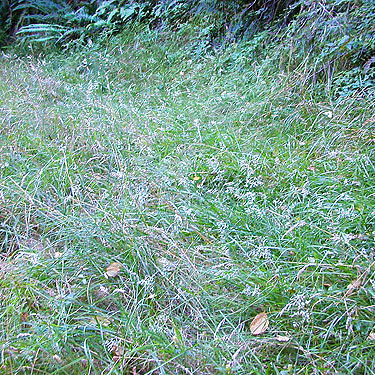 grass at base of grassy slope, field site on Trapper Creek, Jefferson County, Washington