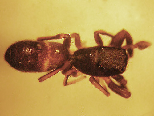 male ant-mimic jumping spider Synageles sp. from Van Zandt Cemetery west of Van Zandt, Whatcom County, Washington