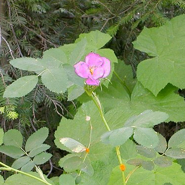 wild rose in riparian understory, Johnson Creek Trailhead, North Fork Teanaway River, Kittitas County, Washington