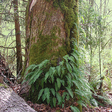 licorice ferns Polypodium on maple trunk, Alger-Silver Creek segment of Pacific NW Trail, Skagit County, Washington