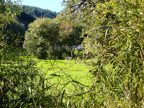 riparian meadow at Allen Canyon Natural Area, near La Center, Clark County, Washington