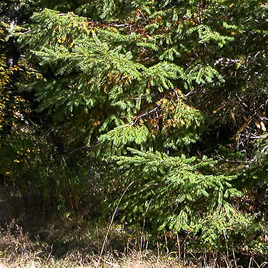 Douglas-fir foliage, intersection of Bacon Creek and Bacon Point roads, NE of Marblemount, Skagit County, Washington