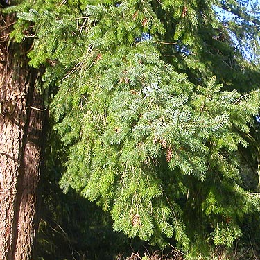 Douglas-fir foliage, Bay View Cemetery, Skagit County, Washington